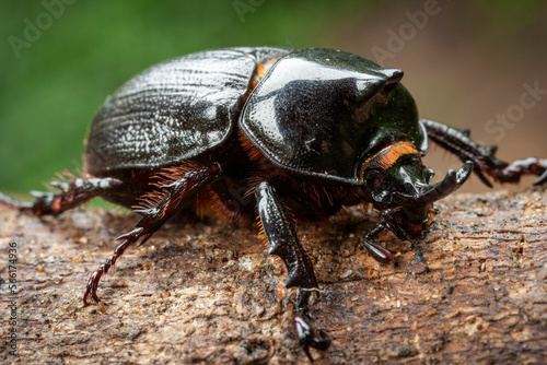 Rhino or rhinoceros beetle sp. KwaZulu Natal. South Africa © Roger de la Harpe
