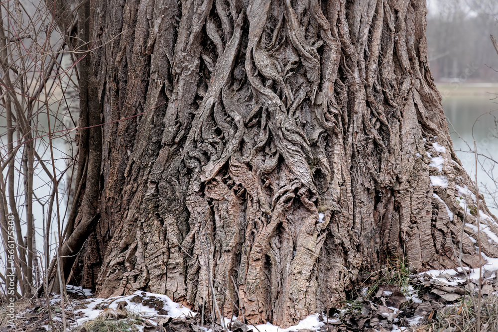 Distinctive pattern in the gnarled bark on the trunk of a poplar tree