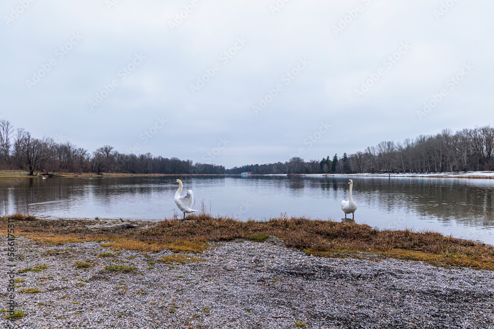 View over Kuhsee lake with seagulls ducks and swans near Augsburg on a cold gray winter day