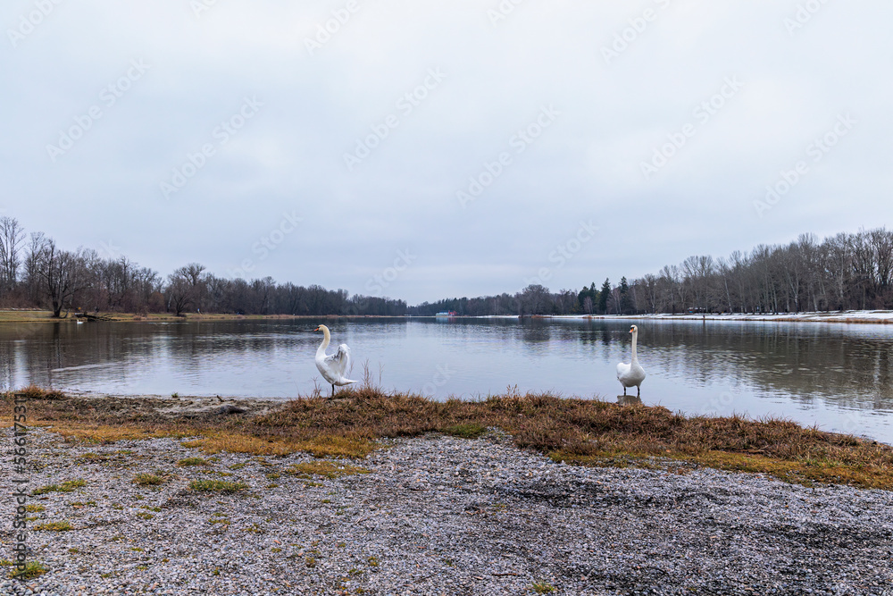 View over Kuhsee lake with seagulls ducks and swans near Augsburg on a cold gray winter day View over Kuhsee lake with seagulls ducks and swans near Augsburg on a cold gray winter day