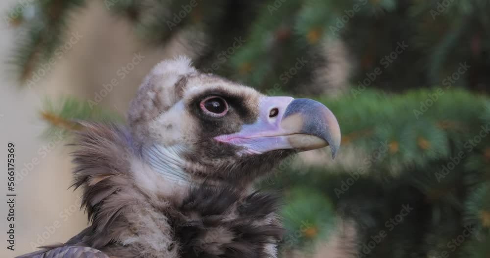 Cinereous vulture (Aegypius monachus) is a large raptorial bird that is distributed through much of temperate Eurasia. It is also known as the black vulture, monk or Eurasian black vulture. Cinereous vulture (Aegypius monachus) is a large raptorial bird that is distributed through much of temperate Eurasia. It is also known as the black vulture, monk or Eurasian black vulture.
