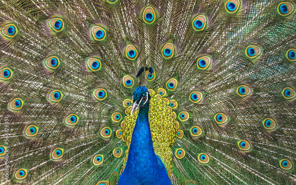 Obraz premium Wild animal world. Peacock with open colorful tail.