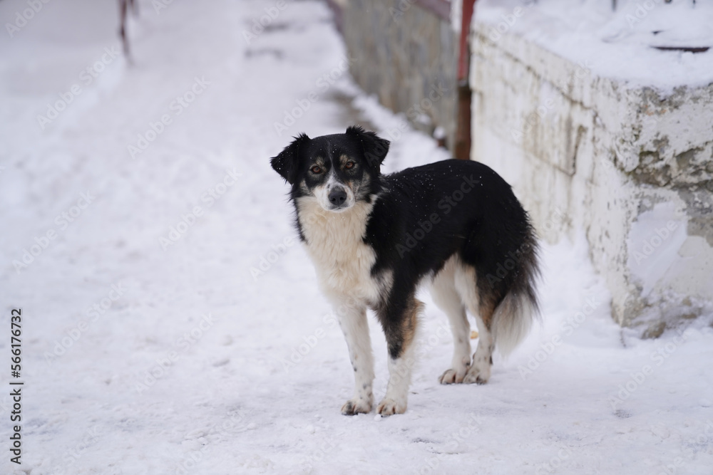 community dog on a street full of snow. community dog on a street full of snow.