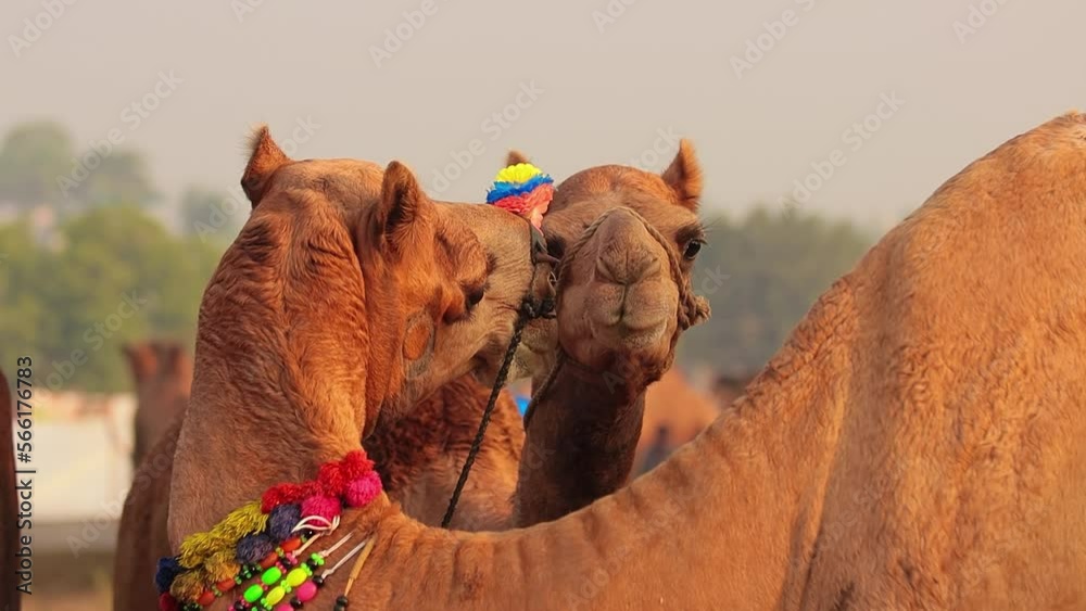 Camels in slow motion at the Pushkar Fair, also called the Pushkar ...