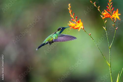 Green Hermit, Phaethornis guy, rare hummingbird from Costa Rica, green bird flying next to beautiful red flower with rain, action feeding scene in green tropical forest, animal in the nature habitat.