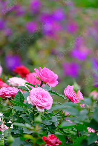 selective focus of fresh flowers with quote concept