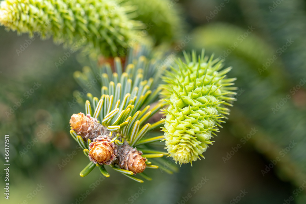 Cones background. Selective focus on a young green fir-tree cones on a tree branch. Christmas decoration. Macro. Spring pine green needles. Cones background. Selective focus on a young green fir-tree cones on a tree branch. Christmas decoration. Macro. Spring pine green needles.