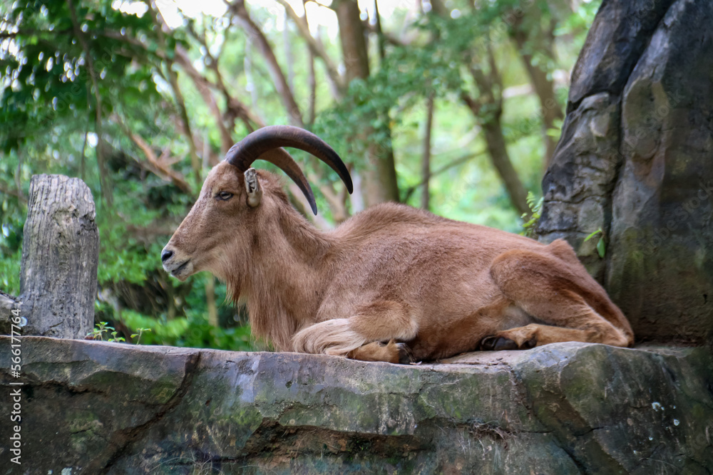 A mountain goat with the Latin name Ammotragus lervia is brown in color in a zoo cage