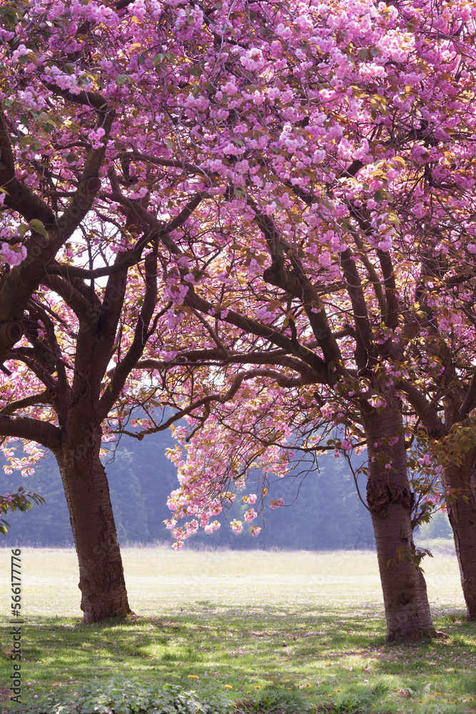 Amazing pink cherry blossom trees in norfolk Amazing pink cherry blossom trees in norfolk