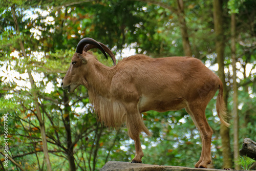 A mountain goat with the Latin name Ammotragus lervia is brown in color in a zoo cage