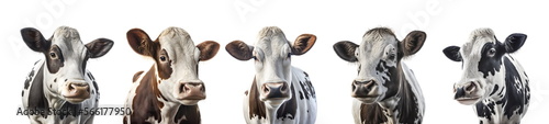 Beautiful cows on a white background. Farm Cow isolated on white, rural livestock black and white gentle surprised look, cattle portrait, copy space