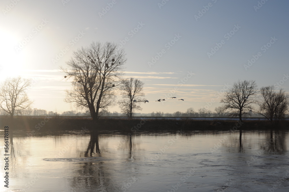 Flock of wild geese birds flying over a river on a sunny afternoon with trees reflecting in water