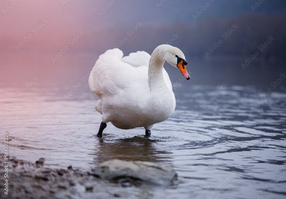 Closeup portrait of beautiful white swans on the river on cold winter morning. Symbol of purity and fidelity. Lovely bird