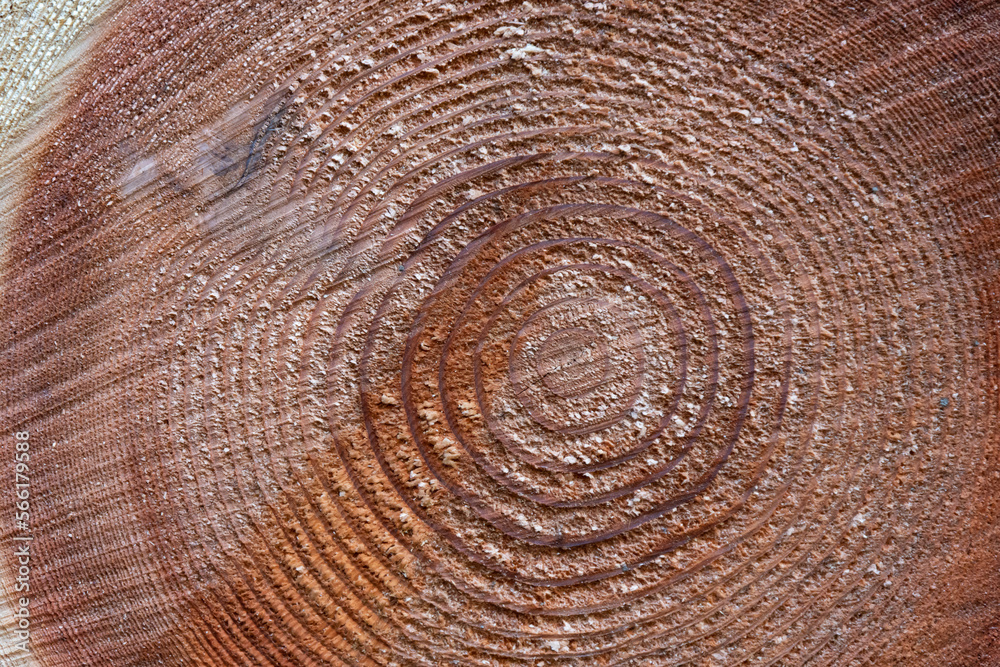 切断された木の断面