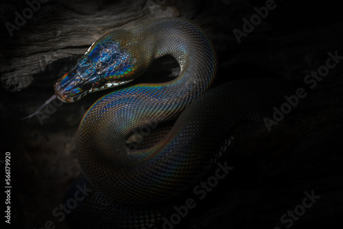 Black beauty snake with colorful scale from Papua New Guinea using tongue find suspicious in natural background. White lipped python (Leiopython albertisii) show S curve and rainbow spectrum on body