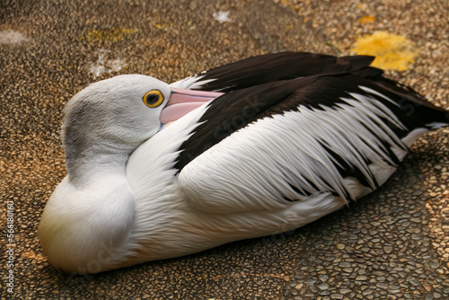 Pelicans with the Latin name pelacanus conspicillatus are white with black stripes at the zoo photo