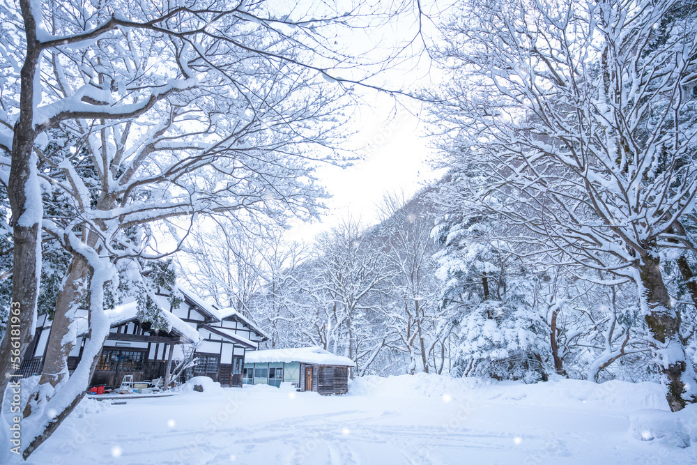 snow-covered trees in the park, heavy snow at Heike No Sato Village in Tochigi Prefecture, Nikko City, JAPAN snow-covered trees in the park, heavy snow at Heike No Sato Village in Tochigi Prefecture, Nikko City, JAPAN