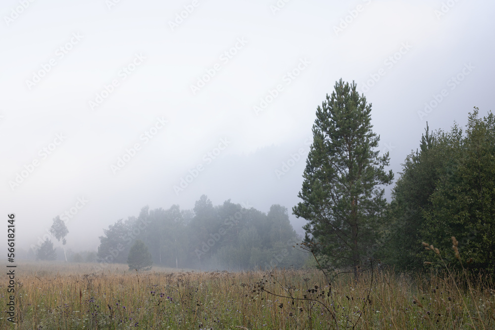 Landscape with calm early morning on summer - soft white fog in field with silhouette trees and beige dry grass on meadow. Mysterious and silent scene in wild nature for journey and adventure. Landscape with calm early morning on summer - soft white fog in field with silhouette trees and beige dry grass on meadow. Mysterious and silent scene in wild nature for journey and adventure.