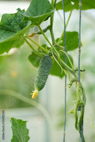 Small and large cucumbers growing in the garden on a special grid, flowering vegetables, harvest