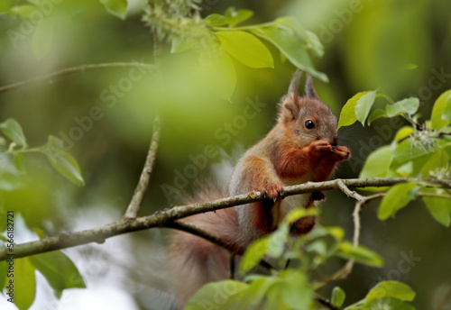 squirrel on a branch © puteli