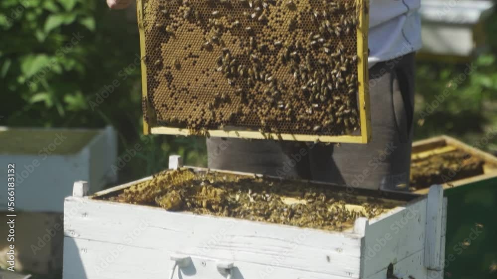 The beekeeper takes out a frame with bees from the hive and examines it. Honey, a beehive. A sunny summer day at the apiary in the garden. The beekeeper takes out a frame with bees from the hive and examines it. Honey, a beehive. A sunny summer day at the apiary in the garden.