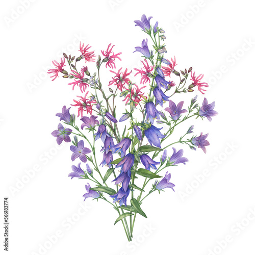 Bouquet with violet and pink ragged-robin, bluebell field wildflowers. Watercolor hand painting illustration on isolate white background.