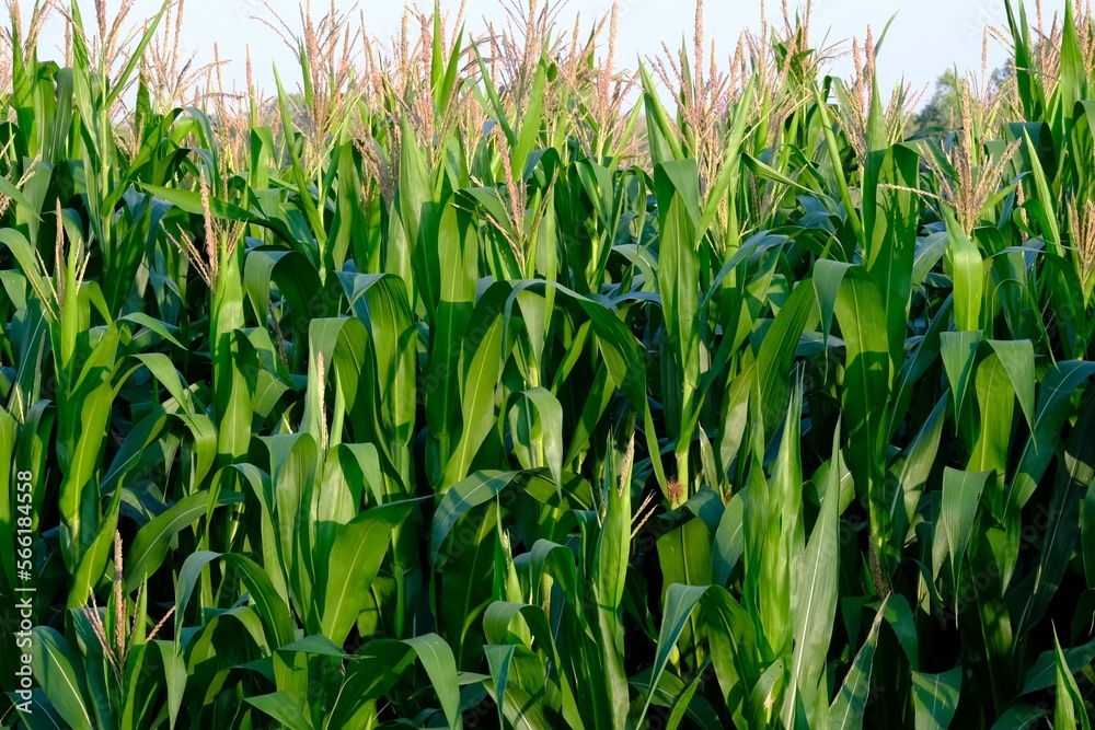 Fototapeta premium green grass in the wind
