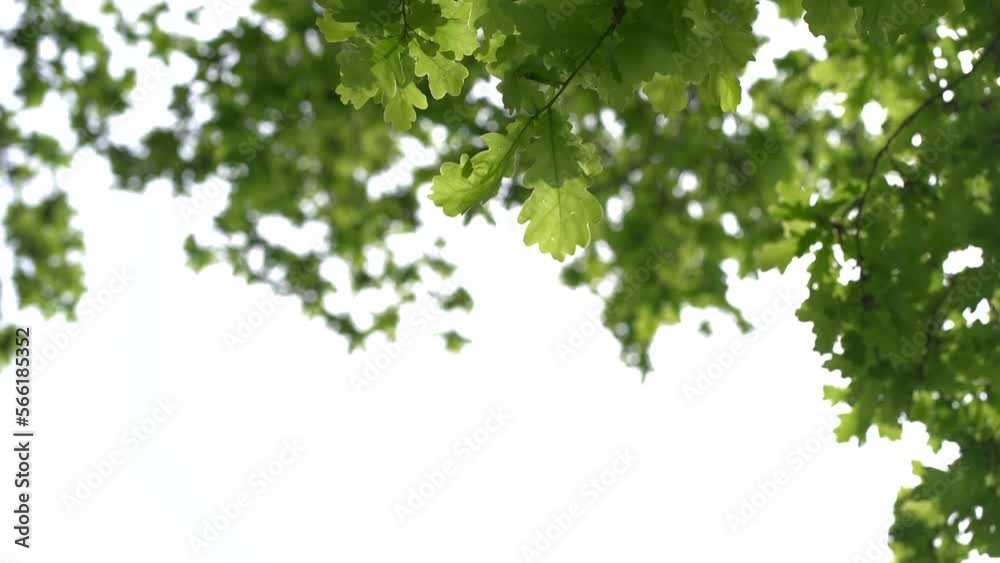 Oak branch with green leaves and acorns on a sunny day. Oak in summer. Blurred leaf background. Close-up. Oak branch with green leaves and acorns on a sunny day. Oak in summer. Blurred leaf background. Close-up.