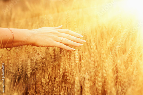 Womans hand against wheat field background. Hand of young woman touching spikelets cereal field in sunset. Agriculture harvest  food industry concept. Horizontal image.