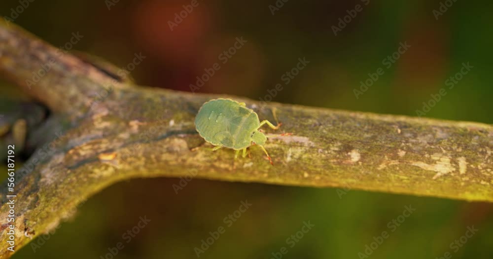 Forest green shield bug (Palomena prasina) green stink bug is a species of shield bug in the family Pentatomidae, found in most of Europe. It inhabits forests, woodlands, orchards, and gardens