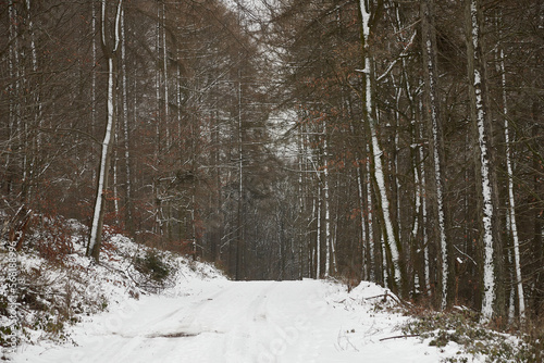 winterwonderland, winter landscape, snow in a wooldland path photo