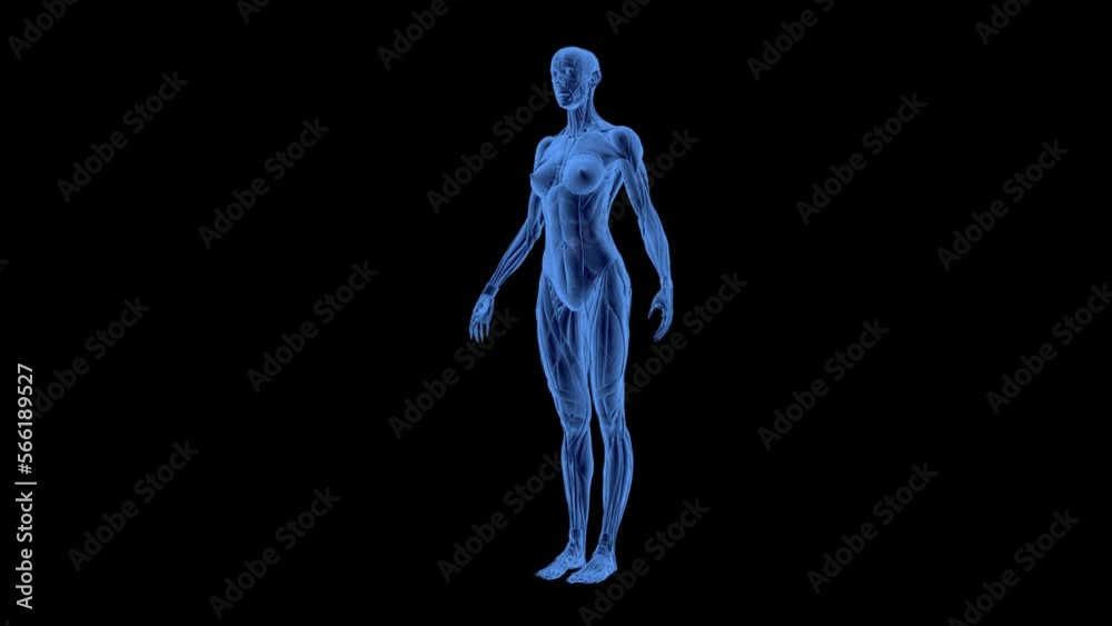 Female X-Ray Rontgen Anatomy 3D Animation Transparent Alpha Video Female X-Ray Rontgen Anatomy 3D Animation Transparent Alpha Video