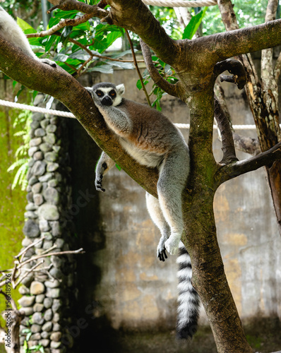 lemur on tree