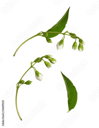 Set of jasmine flowers and ...