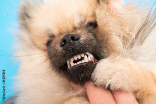 Pomeranian puppy and dental issues, malocclusion and baby teeth, double milk fang