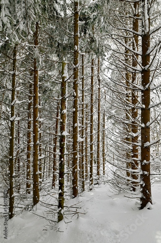 bosco con neve