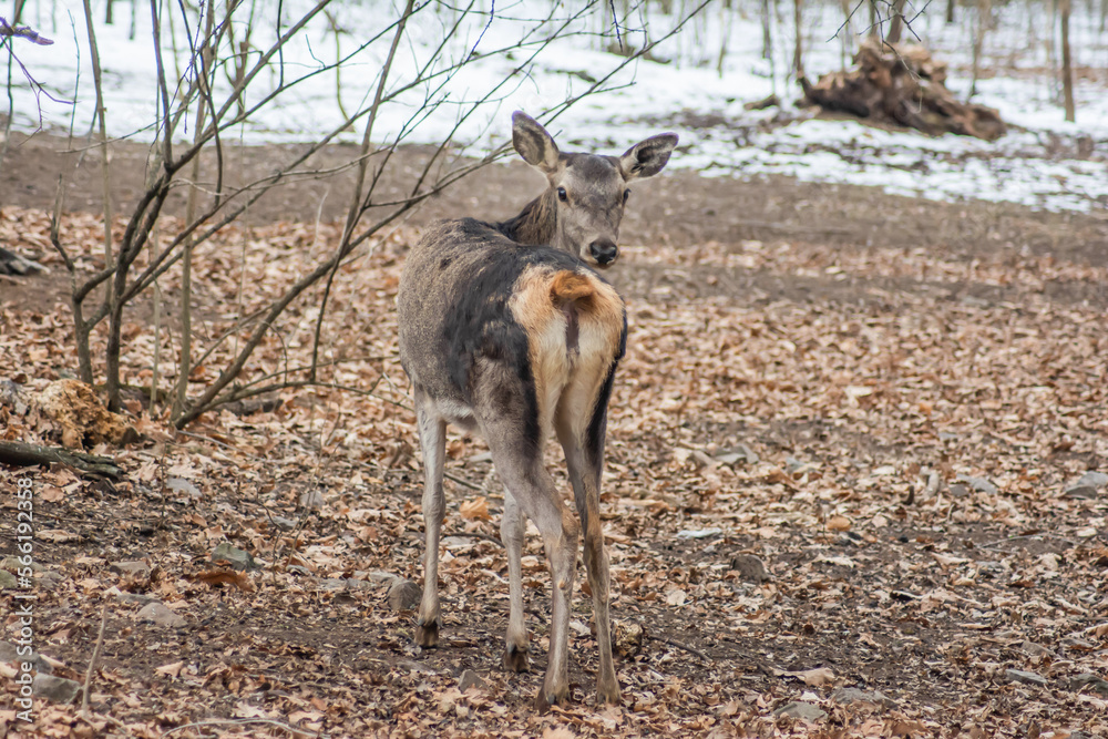 Deer in the forest. Lone deer in nature Deer in the forest. Lone deer in nature