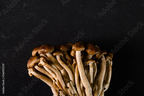 Shimeji mushroom. Hypsizygus tessellatus isolated on black background