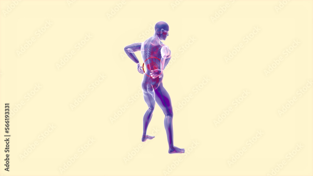Abstract motion design of backpain and kidneys Abstract motion design of backpain and kidneys