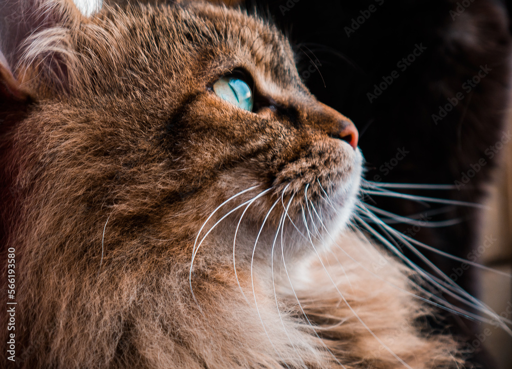 Fototapeta premium Cat looks up at the sky