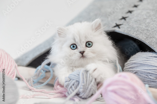 Weiße Katze spielt mit Wolle, Schmuckbild photo