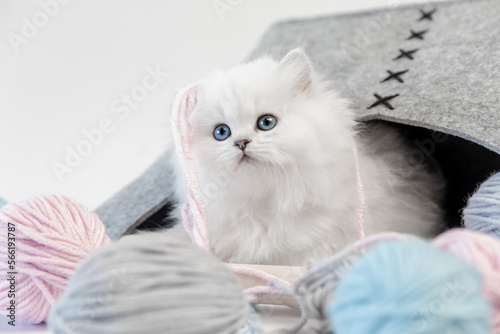 Weiße Katze spielt mit Wolle, Schmuckbild photo
