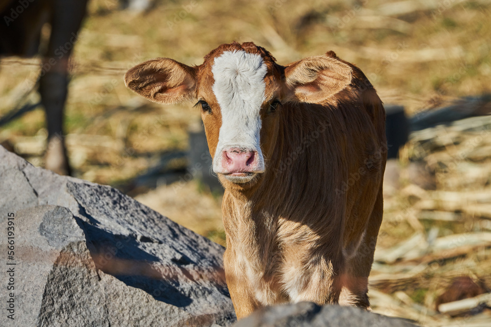 Baby calf posing in a farm barn