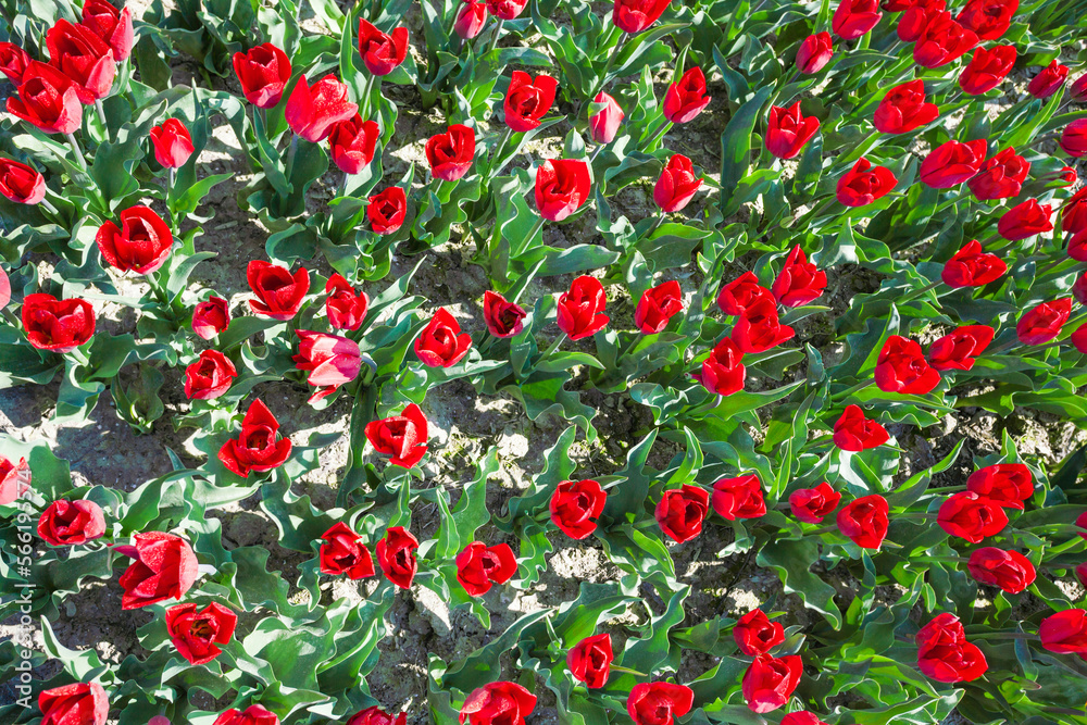 Close view from top of red tulips in summer time
