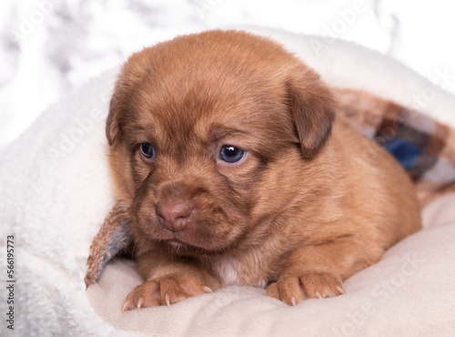 Cute puppy with blue eyes and white paws. Incredibly beautiful month old puppy. Portrait of a beautiful little puppy. Tiny dog with blue eyes close-up