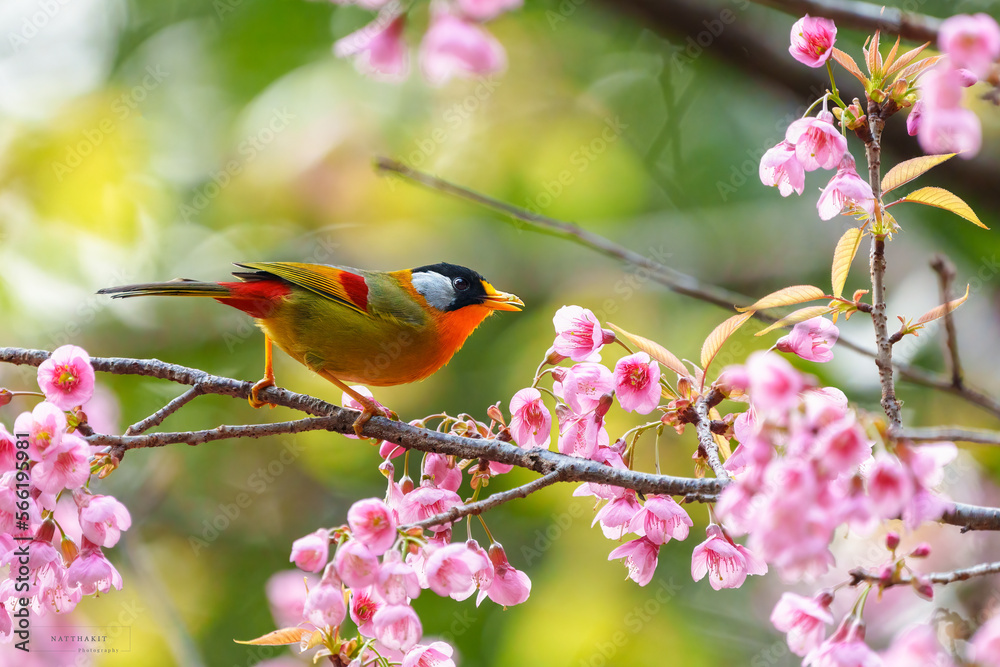 Silver-eared Mesia (Leiothrix argentarius) the beautiful yellow bird and silver on its ears perching on the branches of a beautiful cherry blossom tree Silver-eared Mesia (Leiothrix argentarius) the beautiful yellow bird and silver on its ears perching on the branches of a beautiful cherry blossom tree