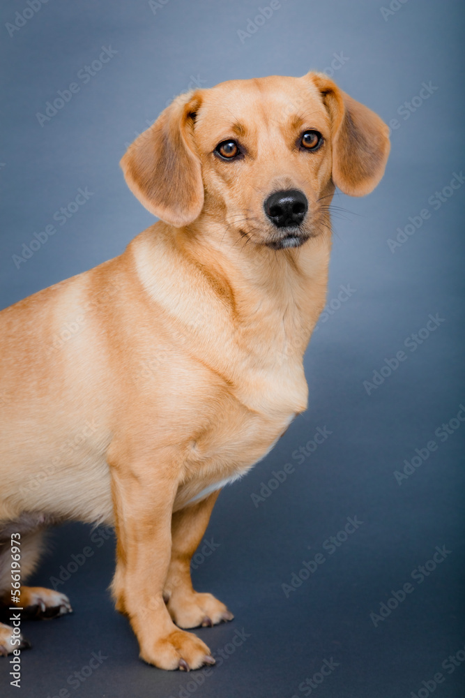 Freisteller Hund Freisteller Hund