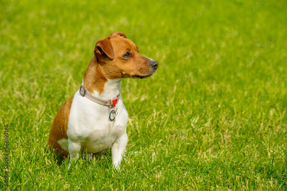 portrait of a jack russell terrier with different emotions on the green grass.the dog looks attentively at something.jack russell on the green grass with free space for text.