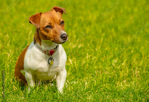 Fototapeta Naklejka Na Ścianę i Meble -  portrait of a jack russell terrier with different emotions on the green grass.the dog looks attentively at something.jack russell on the green grass with free space for text.
