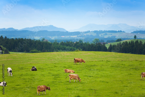 Many cows on the pasture